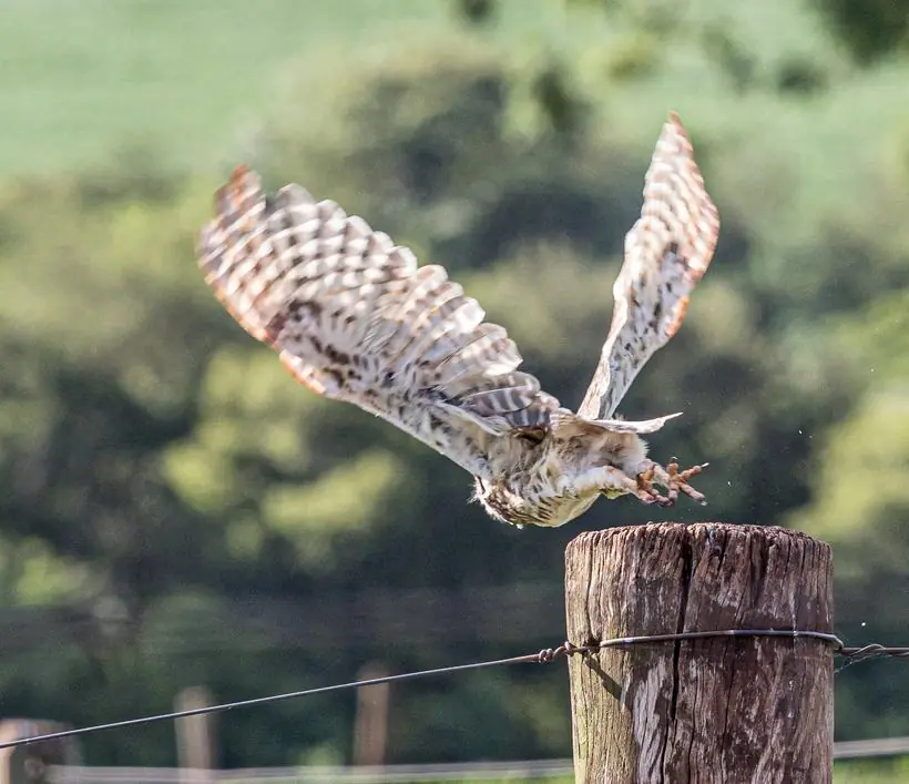 coruja em voo — fotografia de natureza e vida selvagem