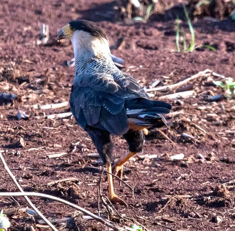 carcará — fotografia de natureza e vida selvagem