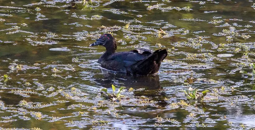 ave na lagoa — fotografia de natureza e vida selvagem